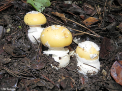 Amanita toxica