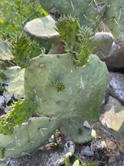 Opuntia cacanapa