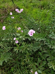 Ipomoea paludosa