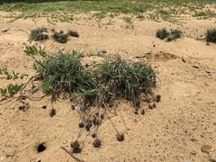 Fimbristylis sericea