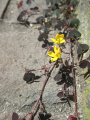 Oxalis corniculata