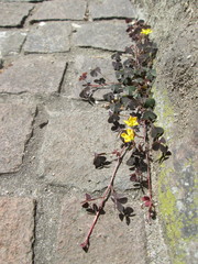 Oxalis corniculata