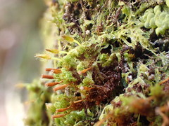 Ulota crispa