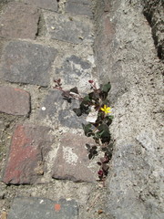 Oxalis corniculata