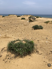 Fimbristylis sericea