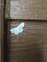 Lomographa vestaliata