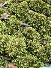 Brotherella recurvans