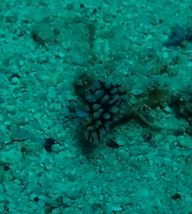 Phyllidia rueppelii