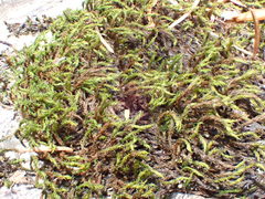 Racomitrium sudeticum