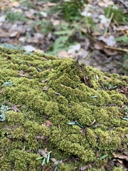 Brotherella recurvans