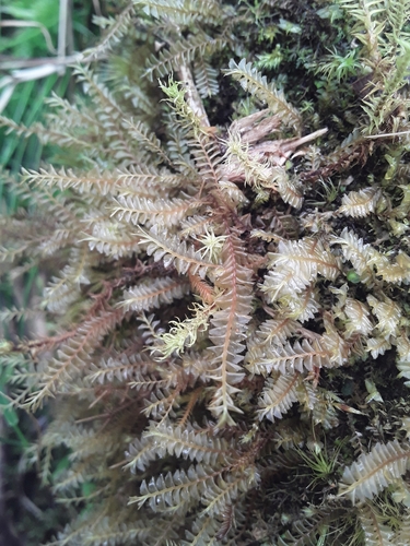 Plagiochila fuscolutea
