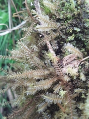 Plagiochila fuscolutea