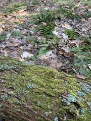 Brotherella recurvans