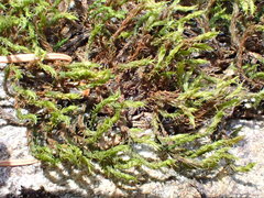 Racomitrium sudeticum