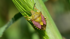 Carpocoris purpureipennis