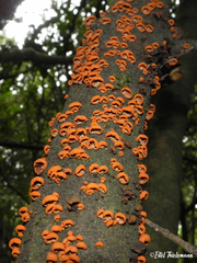 Anthracophyllum discolor