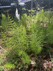 Equisetum