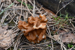 Gyromitra gigas