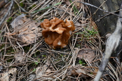 Gyromitra gigas