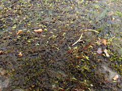 Hygrohypnum luridum