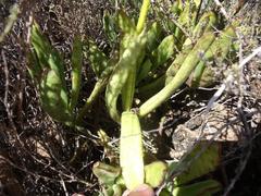 Cotyledon campanulata