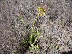 Cotyledon campanulata