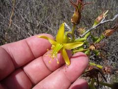 Cotyledon campanulata