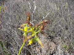 Cotyledon campanulata