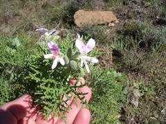 Pelargonium radens