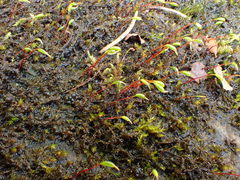 Hygrohypnum luridum