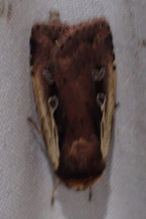 Ochropleura implecta