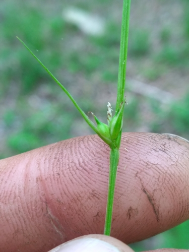 Image of Carex timida by (c) Scott Ward, some rights reserved (CC BY)
