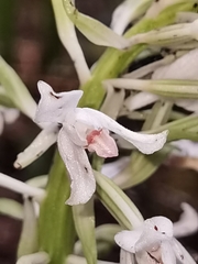 Calanthe calanthoides