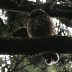Ninox novaeseelandiae