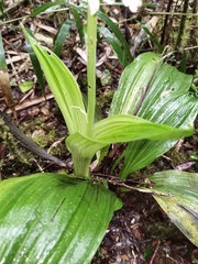 Calanthe calanthoides