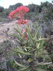 Crassula perfoliata coccinea