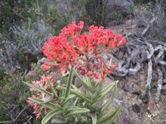 Crassula perfoliata coccinea