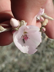 Malacothamnus hallii