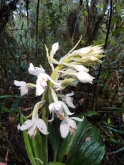 Calanthe calanthoides