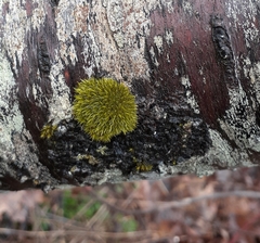 Dicranum flagellare