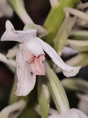 Calanthe calanthoides