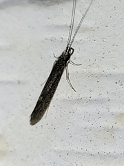 Leptocerus americanus