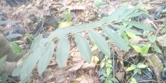 Tracheophyta