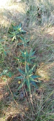 Aloe transvaalensis