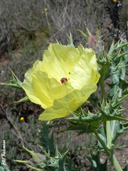 Argemone subfusiformis