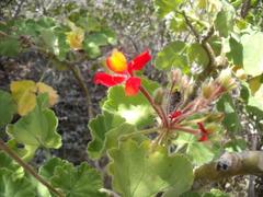 Pelargonium inquinans
