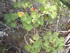 Pelargonium inquinans