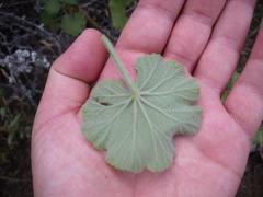 Pelargonium inquinans