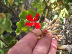 Pelargonium inquinans
