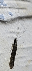 Leptocerus americanus